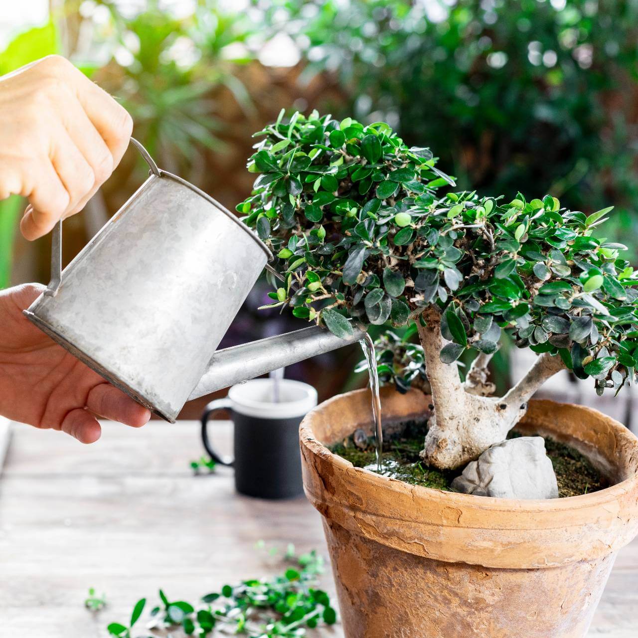 Bonsai Growing &amp; Preparation Instructions  Gardenshop.hr