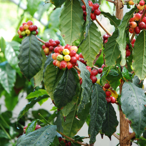 Coffee Seeds