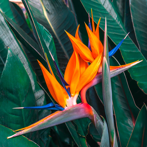 Strelitzia seeds