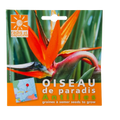 Strelitzia seeds