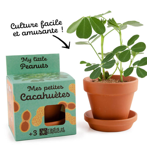 SET - Peanut growing container