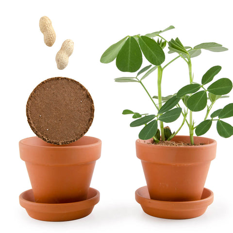 SET - Peanut growing container