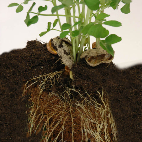 SET - Peanut growing container