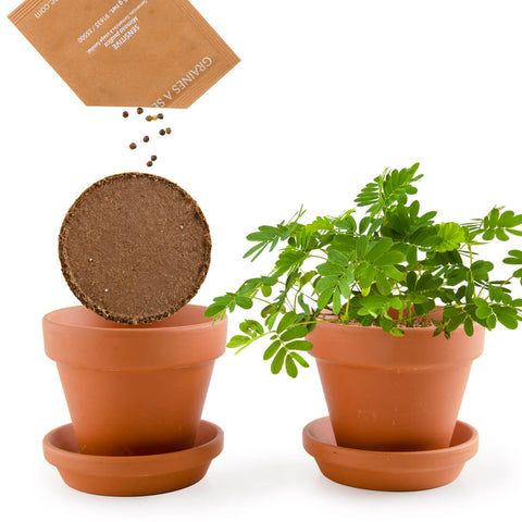 SET - Mimosa growing container