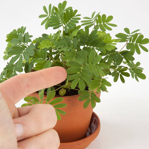 SET - Mimosa growing container