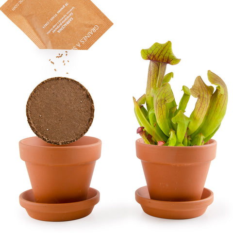 SET - Container for growing Carnivorous plants