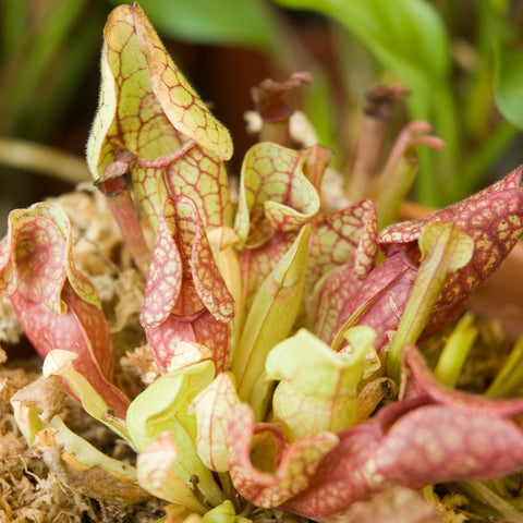 SET - Container for growing Carnivorous plants