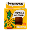 SET - Pot for growing Dancing Plants