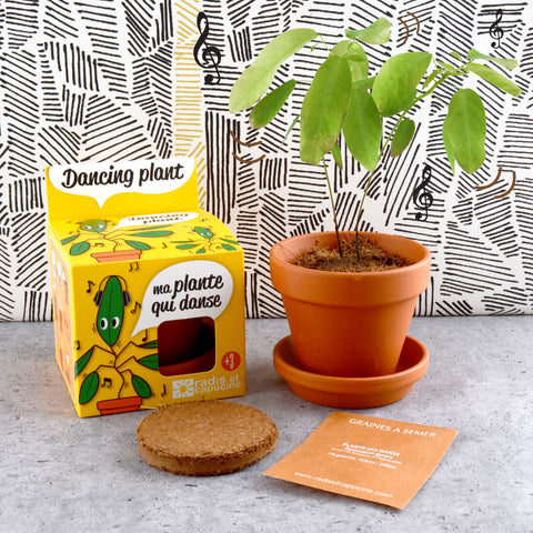 SET - Pot for growing Dancing Plants
