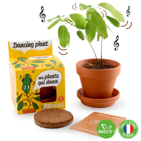 SET - Pot for growing Dancing Plants