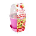 SET - Growing container with lid for wild strawberries