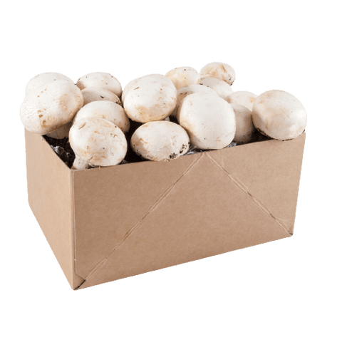 SET - Mushroom cultivation, white mushrooms Paris