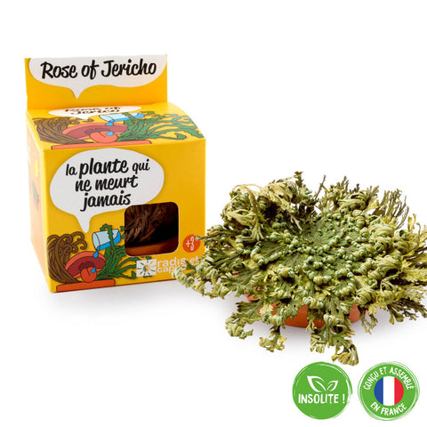 SET - Jericho Flower Growing Container