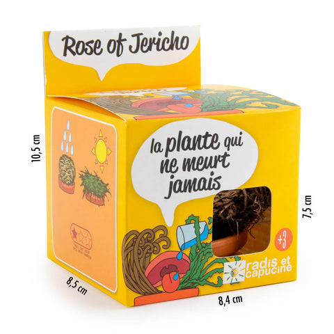 SET - Jericho Flower Growing Container