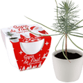 SET - Christmas tree, pine cultivation