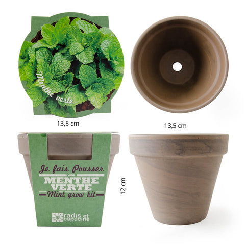 SET - Mint growing container