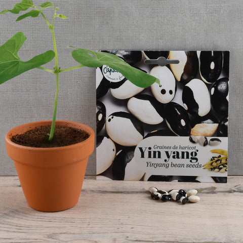 Yin Yang Bean Seeds