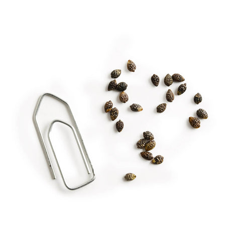 Passionflower seeds
