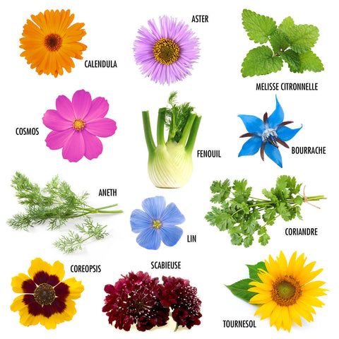 SET - Garden flower seeds 12x assortment