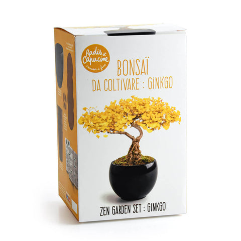SET - Bonsai, ginkgo cultivation + ceramic container