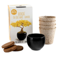 SET - Bonsai, ginkgo cultivation + ceramic container