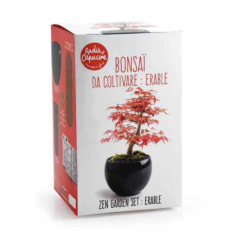 SET - Bonsai, red maple cultivation + ceramic pot