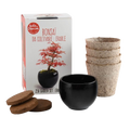 SET - Bonsai, red maple cultivation + ceramic pot