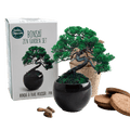 SET - Bonsai, pine cultivation Pinus Pinija + ceramic container