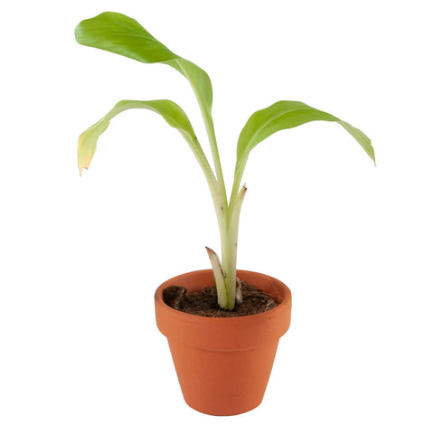 SET - Banana growing container, for children