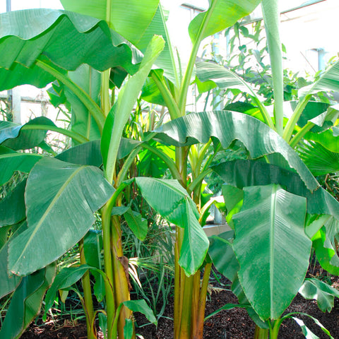 SET - Banana growing container, for children
