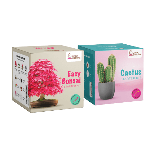 easy bonsai starter kit SET