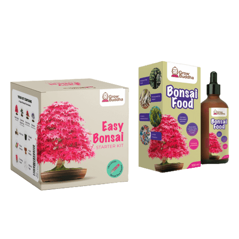 SET - Bonsai, growing 4 types of plants + 2 free seeds