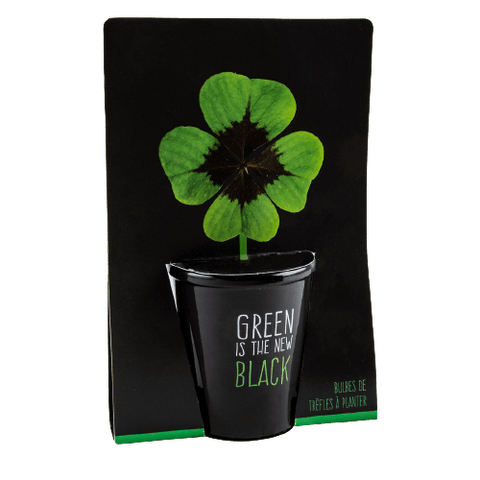 SET - Black pot with 4-leaf clover seeds