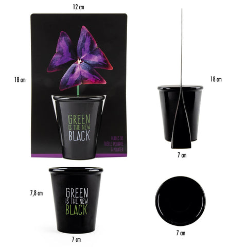 SET - Black pot with purple clover seeds