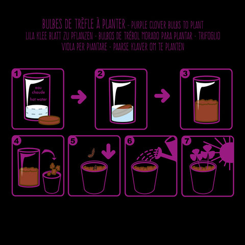 SET - Black pot with purple clover seeds