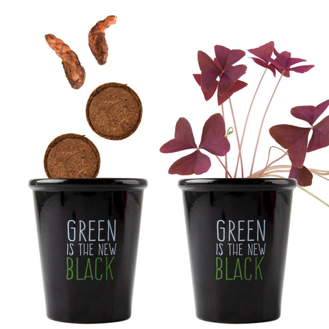 SET - Black pot with purple clover seeds