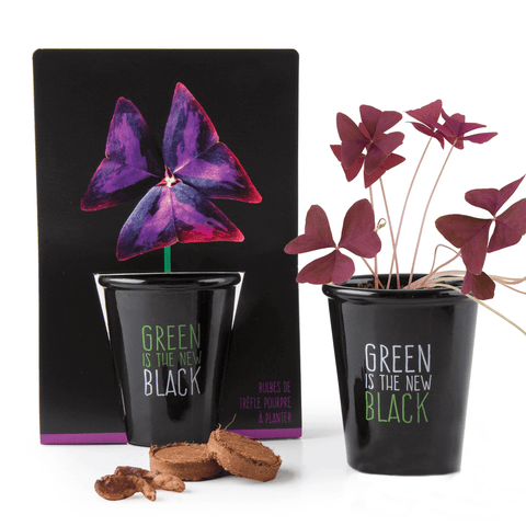 SET - Black pot with purple clover seeds