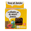 SET - Jericho Flower Growing Container