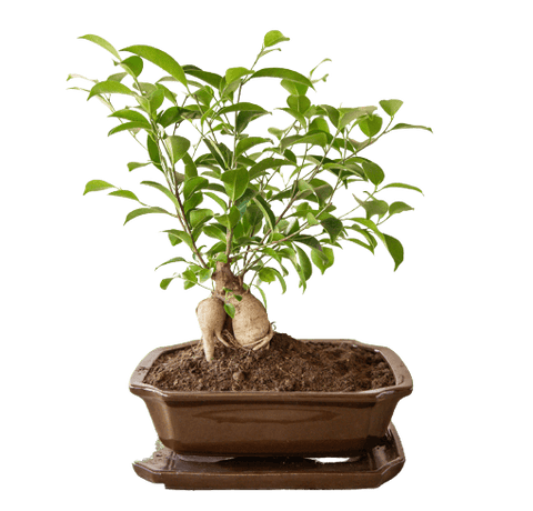 Bonsai pot with base