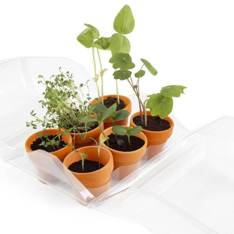 SET - My first greenhouse + 3 types of plants, for children