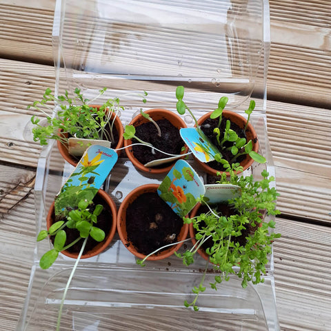 SET - My first greenhouse + 3 types of plants, for children