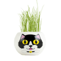 SET - Pot with grass seeds, black cat