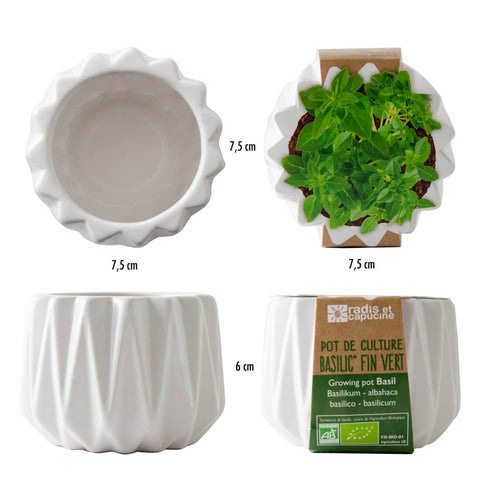 SET - Origami pot for planting organic basil