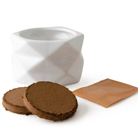 SET - Origami pot for planting ECO cherry tomatoes