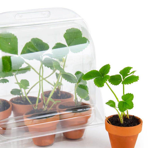 SET - Mini greenhouse for growing strawberries, for children