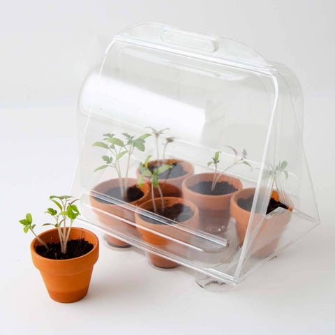 SET - Mini greenhouse for growing tomatoes, for children