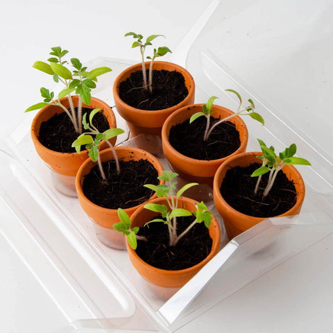 SET - Mini greenhouse for growing tomatoes, for children