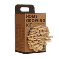 SET - Oyster mushroom cultivation 2 kg