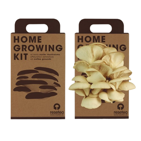 SET - Oyster mushroom cultivation 2 kg
