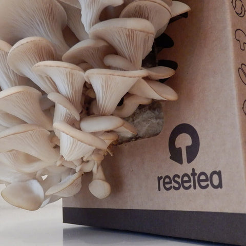 SET - Oyster mushroom cultivation 2 kg